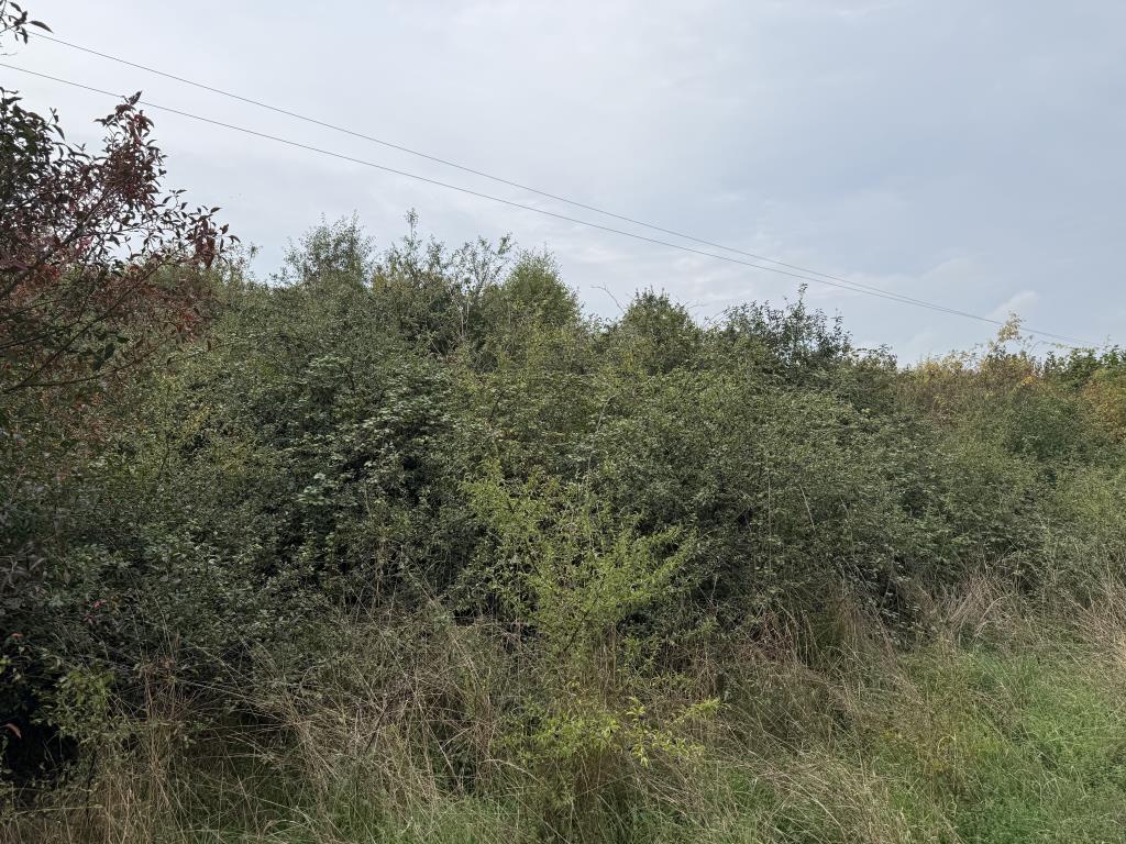 Lot: 45 - FREEHOLD SITE WITH DEVELOPMENT POTENTIAL - The more overgrown section towards the south of the site